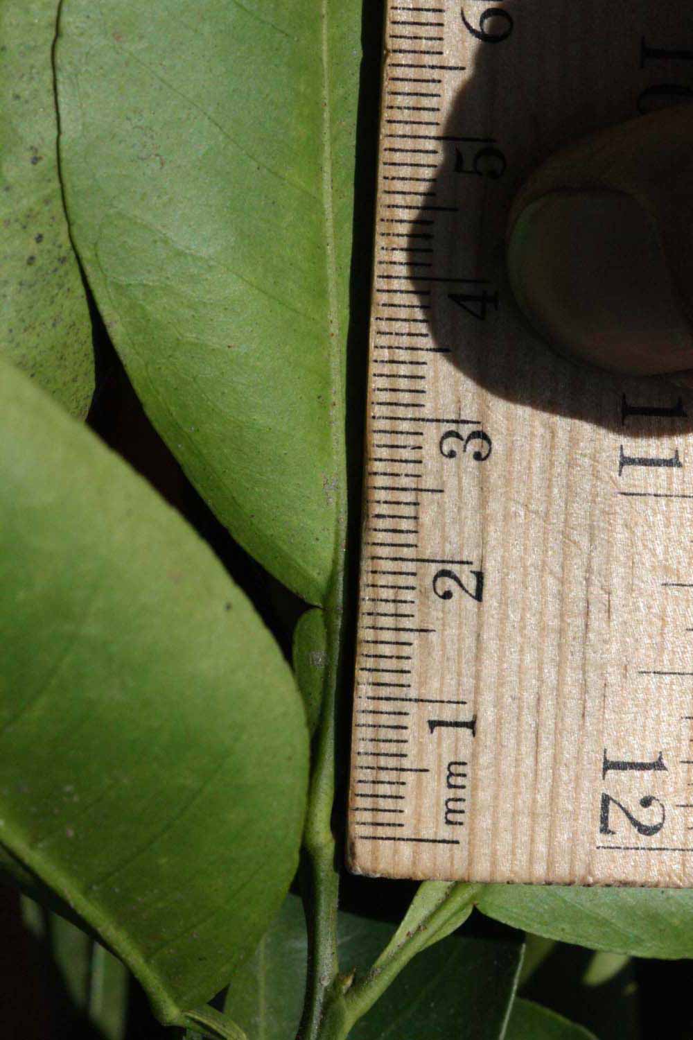              Unifoliolate leaf (Riverside, CA)       